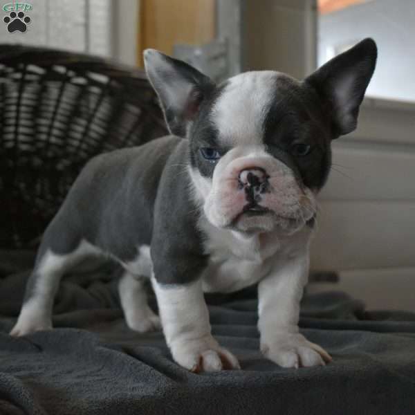 Romeo, Frenchton Puppy